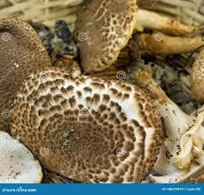 Attēlu rezultāti vaicājumam “Lepiota aspera”