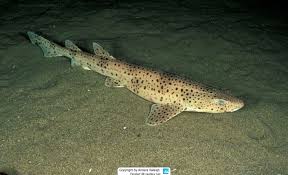 Image result for Scyliorhinus canicula