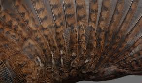 Attēlu rezultāti vaicājumam “Troglodytes troglodytes adult”