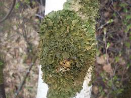 Attēlu rezultāti vaicājumam “Melanohalea olivacea”