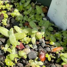 Attēlu rezultāti vaicājumam “Anaphalis margaritacea leaf”