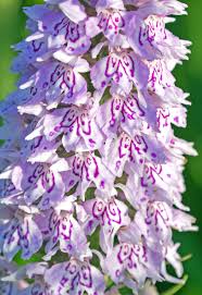 Attēlu rezultāti vaicājumam “Dactylorhiza fuchsii flower”