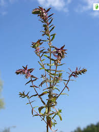 Attēlu rezultāti vaicājumam “Odontites vulgaris flower”