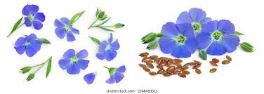 Attēlu rezultāti vaicājumam “Linum usitatissimum flower”