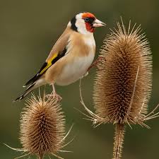 Attēlu rezultāti vaicājumam “Carduelis carduelis adult”