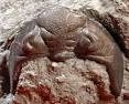 Trilobite Cephalon