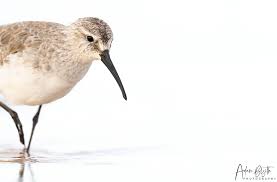 Attēlu rezultāti vaicājumam “Calidris ferruginea”