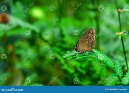 Attēlu rezultāti vaicājumam “Lopinga achine underside”