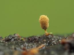 Attēlu rezultāti vaicājumam “Arcyria major macro”