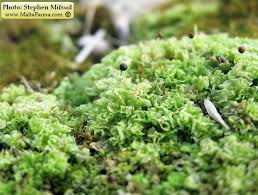 Attēlu rezultāti vaicājumam “Fossombronia foveolata sporophyte”