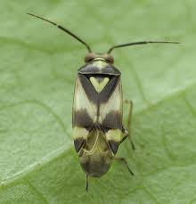 Attēlu rezultāti vaicājumam “Orthops basalis”