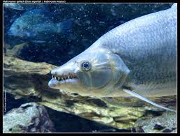 Image result for Goliath Tigerfish
