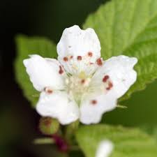 Attēlu rezultāti vaicājumam “Rubus caesius”