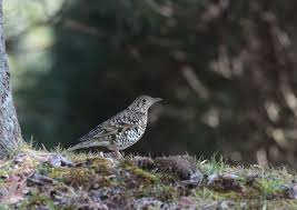 Image result for Zoothera dauma