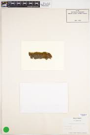 Attēlu rezultāti vaicājumam “Didymodon fallax var. brevifolius”