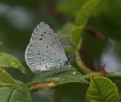 Attēlu rezultāti vaicājumam “Celastrina argiolus female”