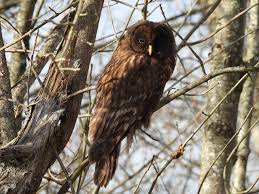 Attēlu rezultāti vaicājumam “Strix uralensis adult”