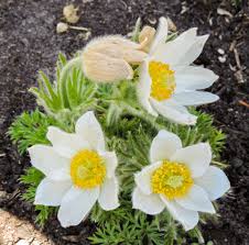 Image result for Kuhschelle