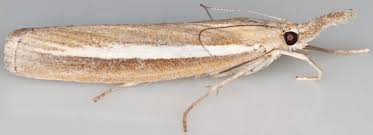 Attēlu rezultāti vaicājumam “Agriphila tristella”