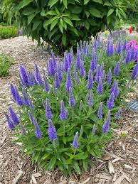 Attēlu rezultāti vaicājumam “Veronica longifolia”