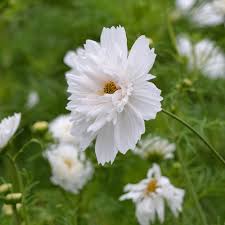 Image result for Cosmos bipinnatus `Double Click`