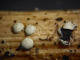 Attēlu rezultāti vaicājumam “Didymium difforme macro”