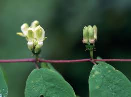 Attēlu rezultāti vaicājumam “Lonicera xylosteum bud”