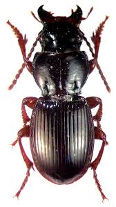 Attēlu rezultāti vaicājumam “Xylita laevigata”