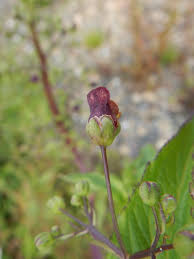 Attēlu rezultāti vaicājumam “Scrophularia umbrosa flower”
