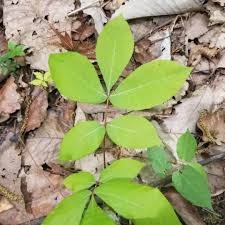 Attēlu rezultāti vaicājumam “Carya ovata leaf”