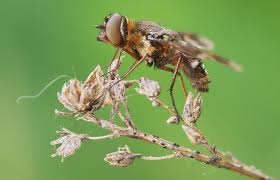 Attēlu rezultāti vaicājumam “Exoprosopa capucina”