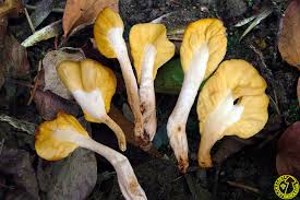 Attēlu rezultāti vaicājumam “Spathularia flavida”