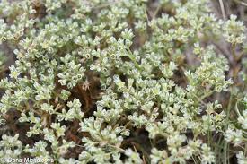 Attēlu rezultāti vaicājumam “Scleranthus perennis flower”