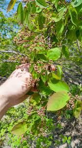 Attēlu rezultāti vaicājumam “Amelanchier spicata”