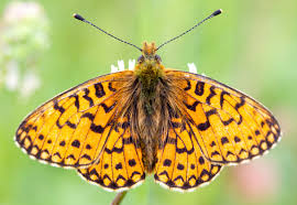 Attēlu rezultāti vaicājumam “Clossiana selene underside”