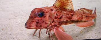 Image result for Chelidonichthys cuculus