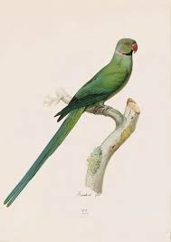 Image result for Psittacula krameri