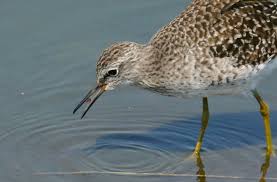 Attēlu rezultāti vaicājumam “Tringa nebularia”