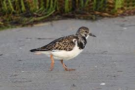 Attēlu rezultāti vaicājumam “Arenaria interpres”