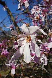 Attēlu rezultāti vaicājumam “Magnolia x loebneri flower”