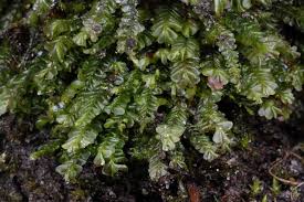 Attēlu rezultāti vaicājumam “Plagiochila porelloides”