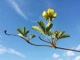Attēlu rezultāti vaicājumam “Potentilla reptans flower”