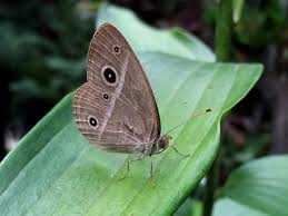 Attēlu rezultāti vaicājumam “Badhamia bethelii stalked”