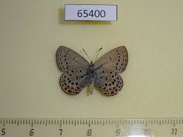 Attēlu rezultāti vaicājumam “Vacciniina optilete”