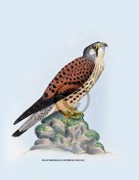 Attēlu rezultāti vaicājumam “Falco tinnunculus”