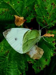 Attēlu rezultāti vaicājumam “Pieris napi underside”