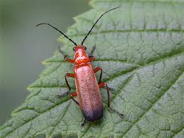 Attēlu rezultāti vaicājumam “Rhagonycha fulva”