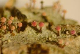 Attēlu rezultāti vaicājumam “Sclerophora pallida”