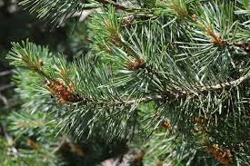 Attēlu rezultāti vaicājumam “Pinus sylvestris leaf”