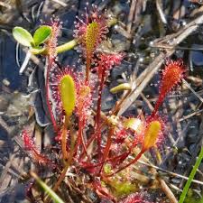 Attēlu rezultāti vaicājumam “Drosera anglica flower”